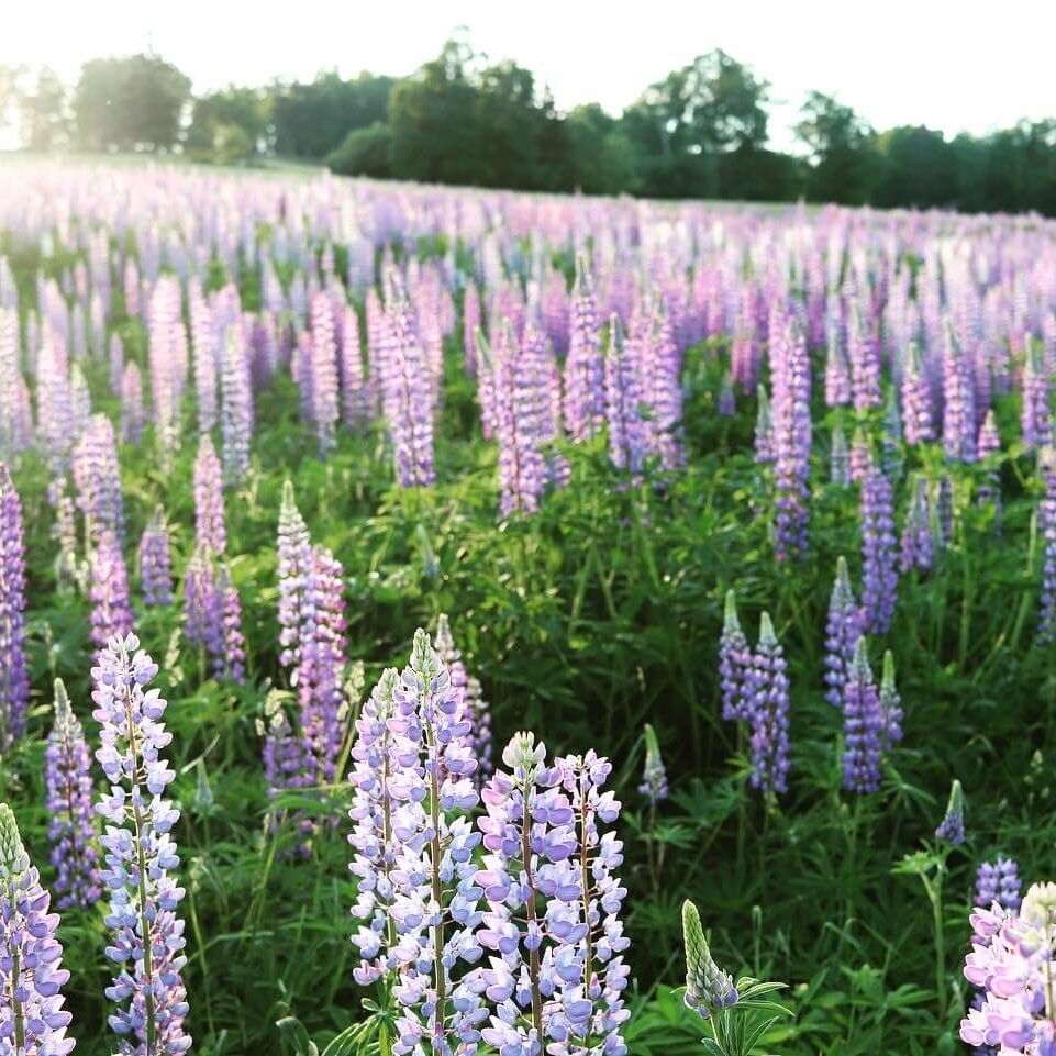 summer in Rangeley, Rangeley Retreat, field of flowers